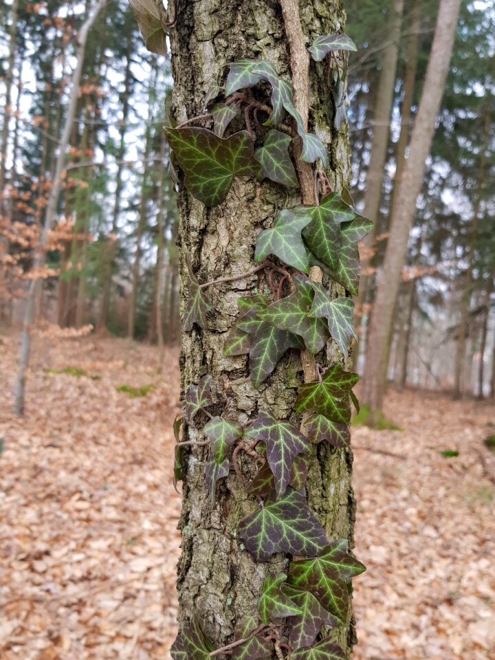 Nature tribe leaf