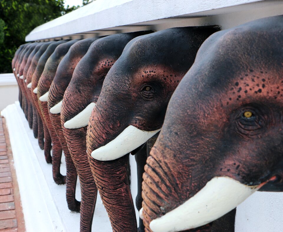 Immense mammal elephant