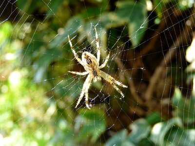 Arachnid case phobia photo