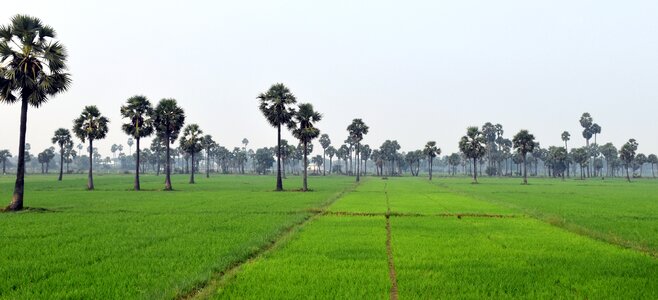 Tree summer field