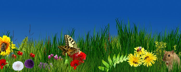 Summer grass field