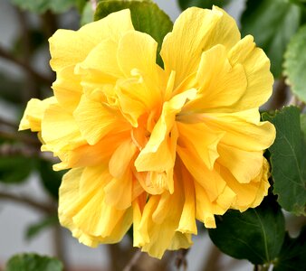 Hibiscus yellow photo
