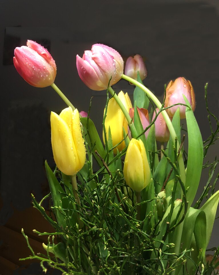 Schnittblume tulip close up