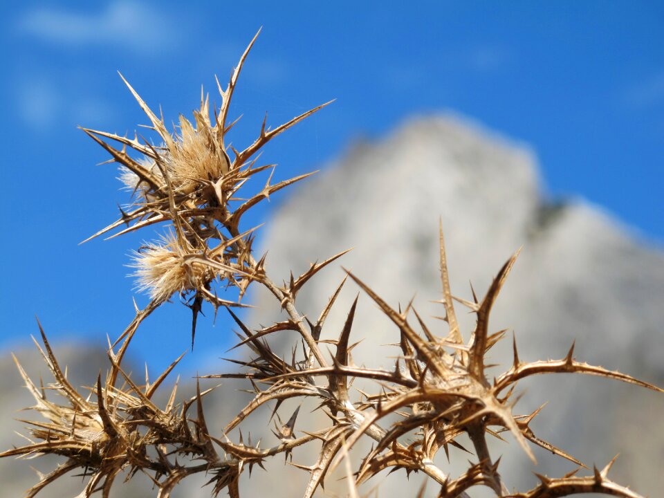 Plant close up dry