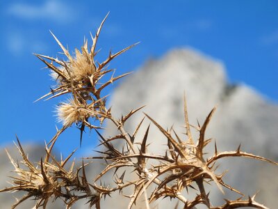 Plant close up dry