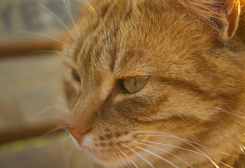 Animals kitten native