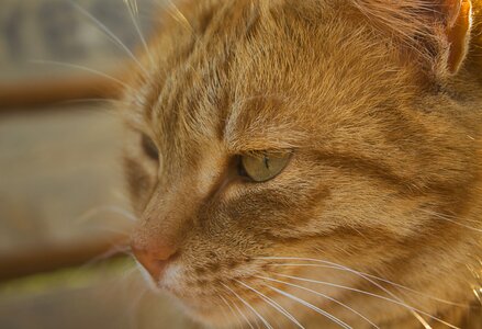 Animals kitten native