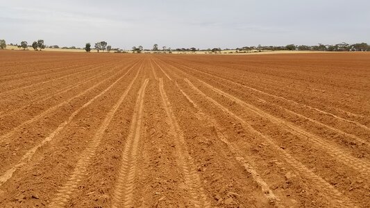 Farm nature potatoes photo