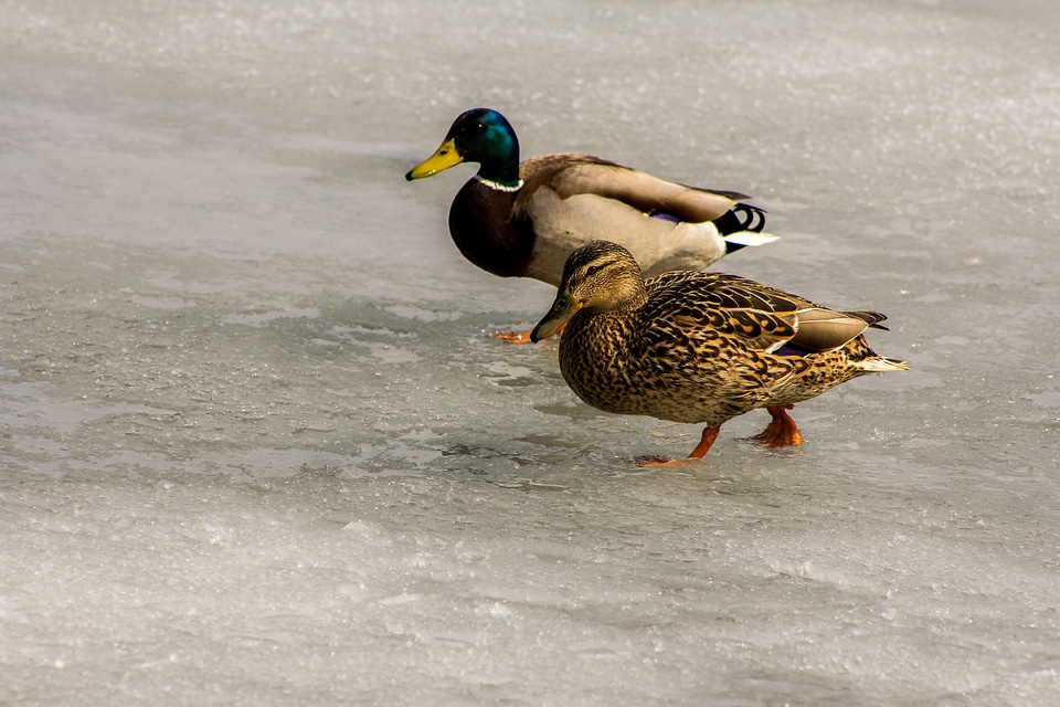 Wild bird duck water bird