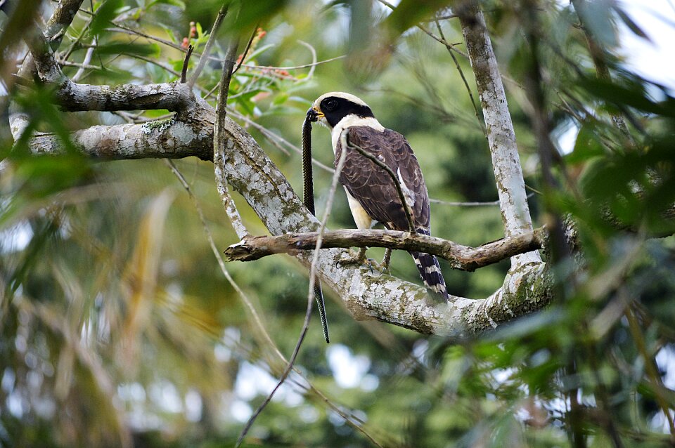Nature animalia wild