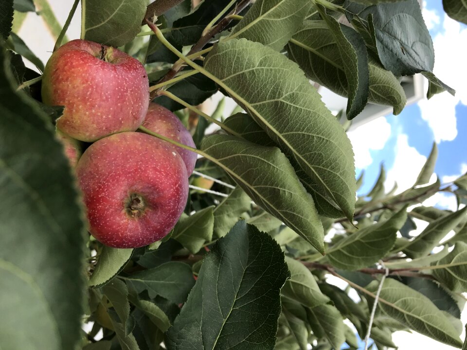 Nature tree harvest