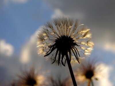 Plant dandelion growth