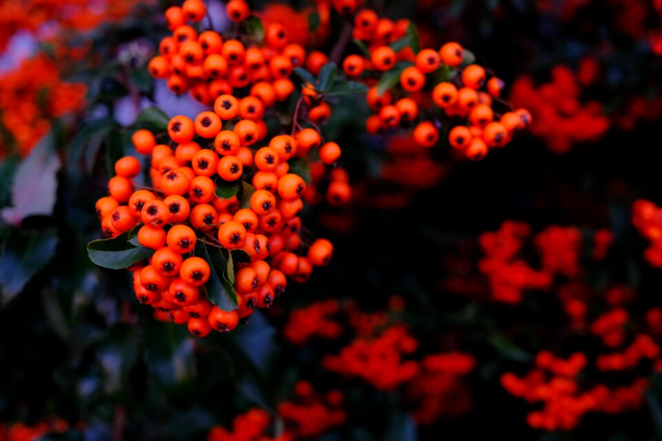 Color nature ornament