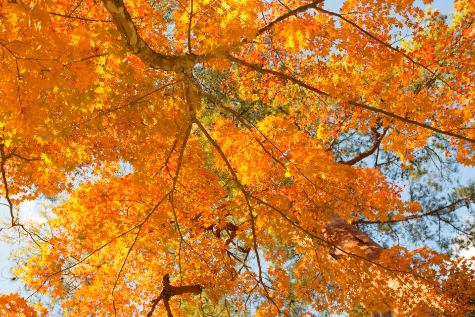 Maple seasonal wood