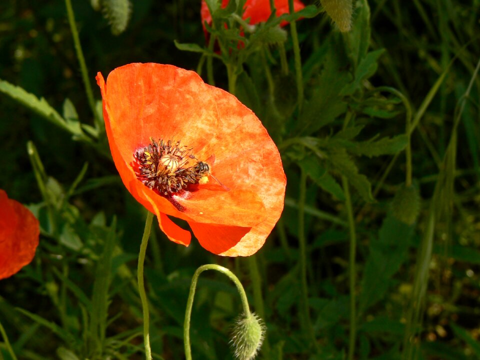 Flora summer