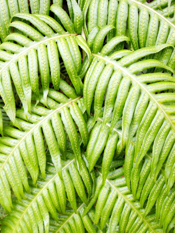 Natural summer tropical