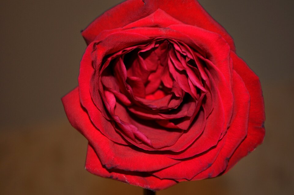 Petal no one lovely