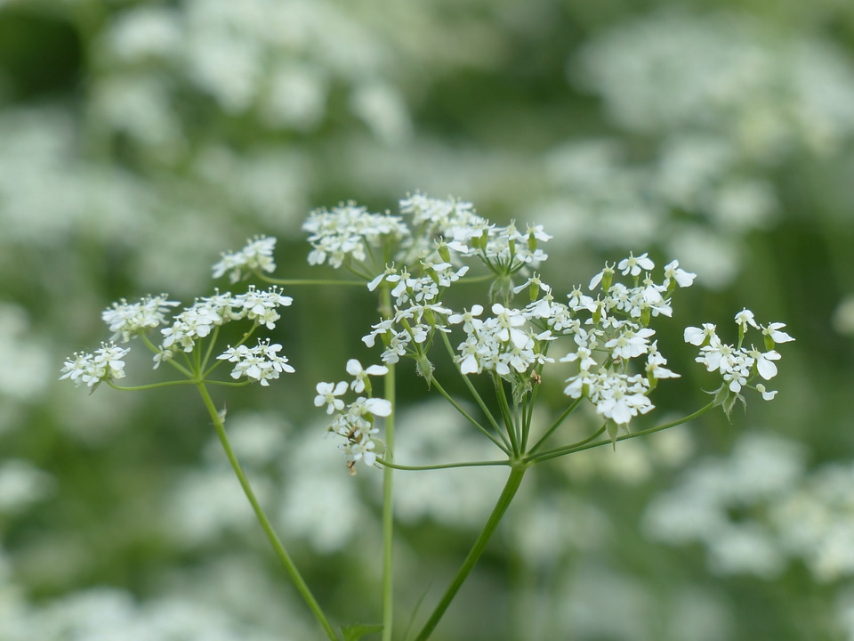 White wild temulum anthriscus sylvestris