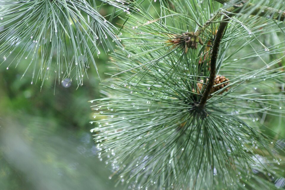 Nature pine winter
