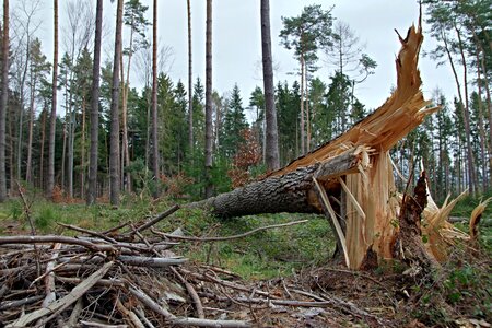 Storm orkan forest