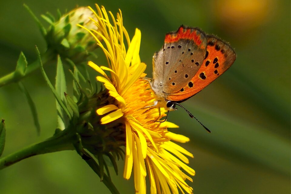 Chow butterfly lycaena phlaeas