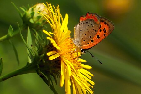 Chow butterfly lycaena phlaeas photo