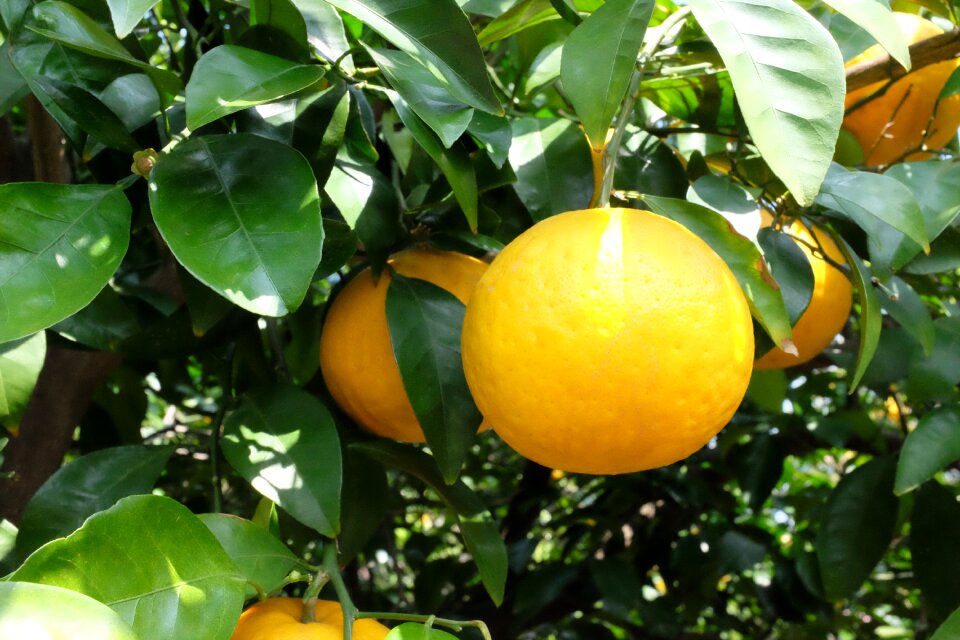 Food fresh plant