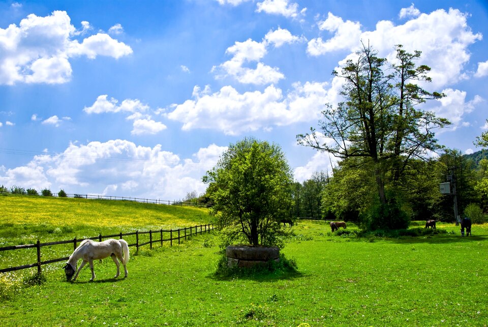 Tree meadow summer