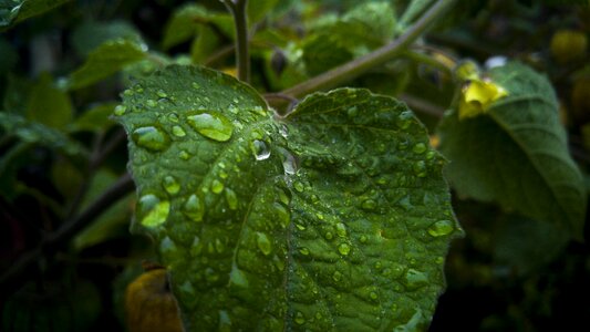 Plant freshness garden