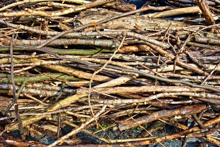 Firewood sticks chopped branches photo