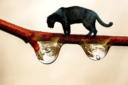 Drop of water black big cat fantasy