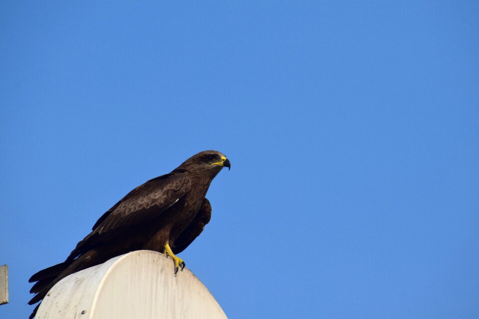 Outdoors sky raptor