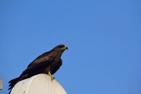 Outdoors sky raptor