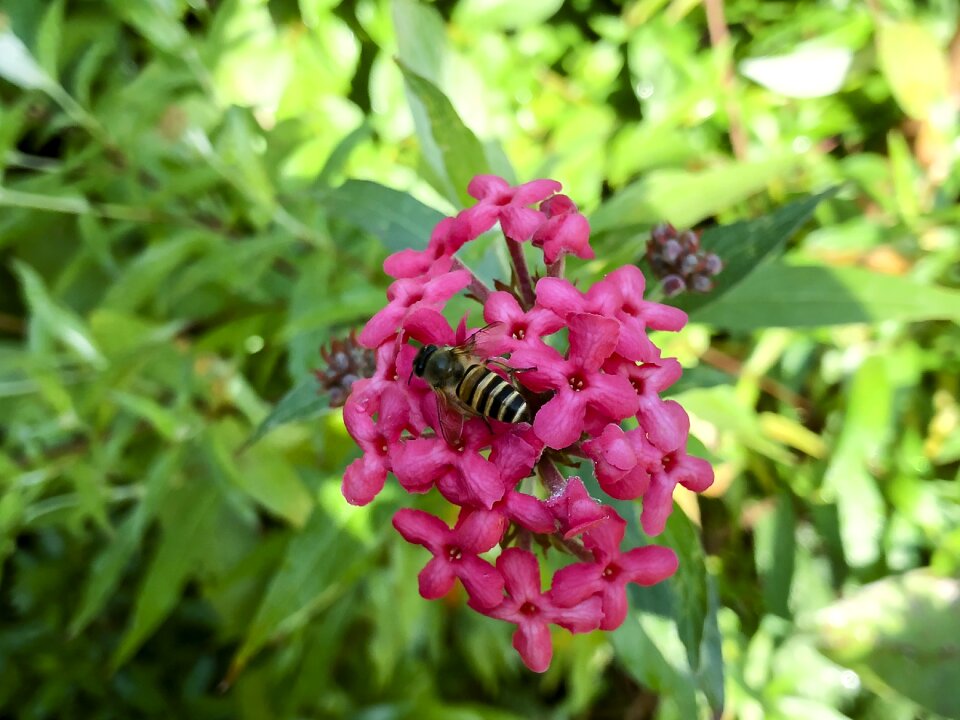 Garden summer floral
