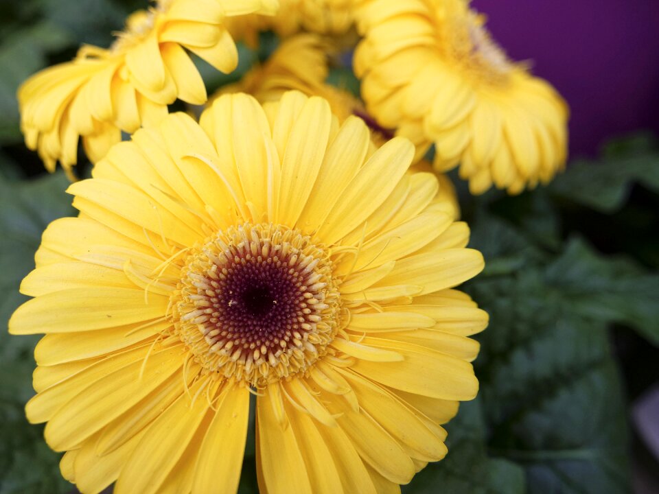 Summer garden flower blooming