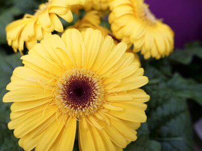 Summer garden flower blooming