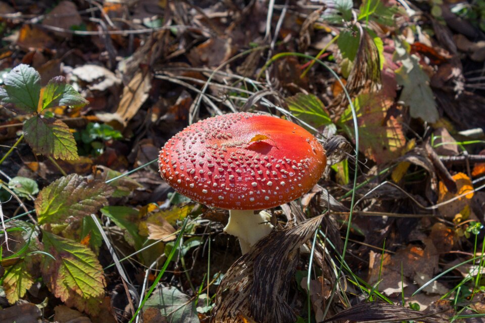Season mushroom amanita
