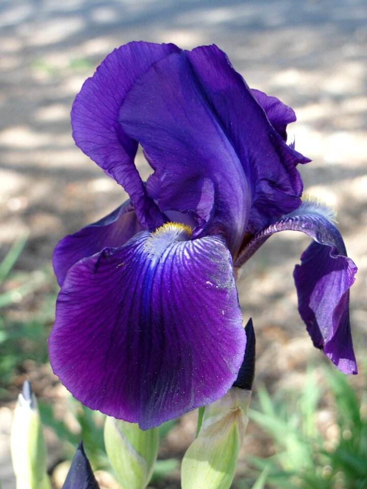 Outdoors garden petal