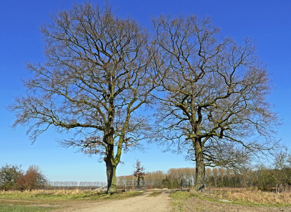 Landscape nature wood photo