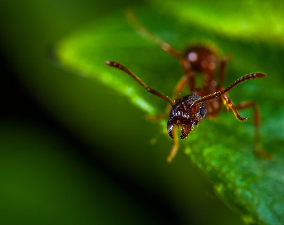Living nature ant macro