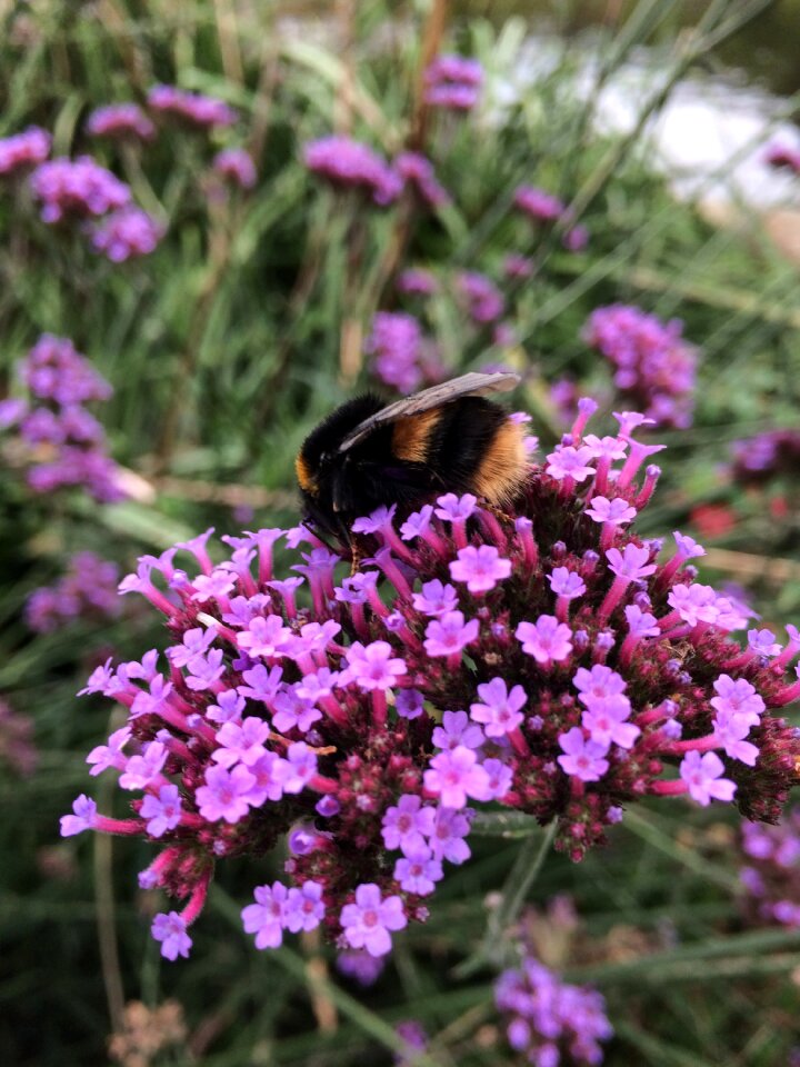 Summer garden hummel photo