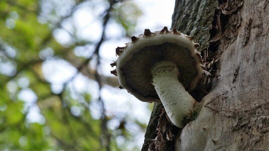 On the tree forest slovakia