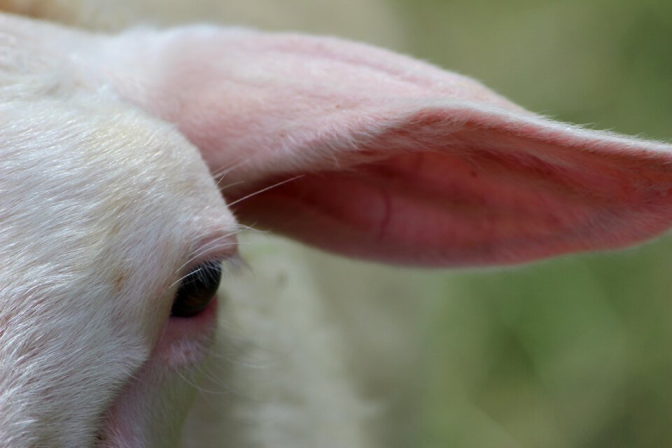 Animal sheep pasture