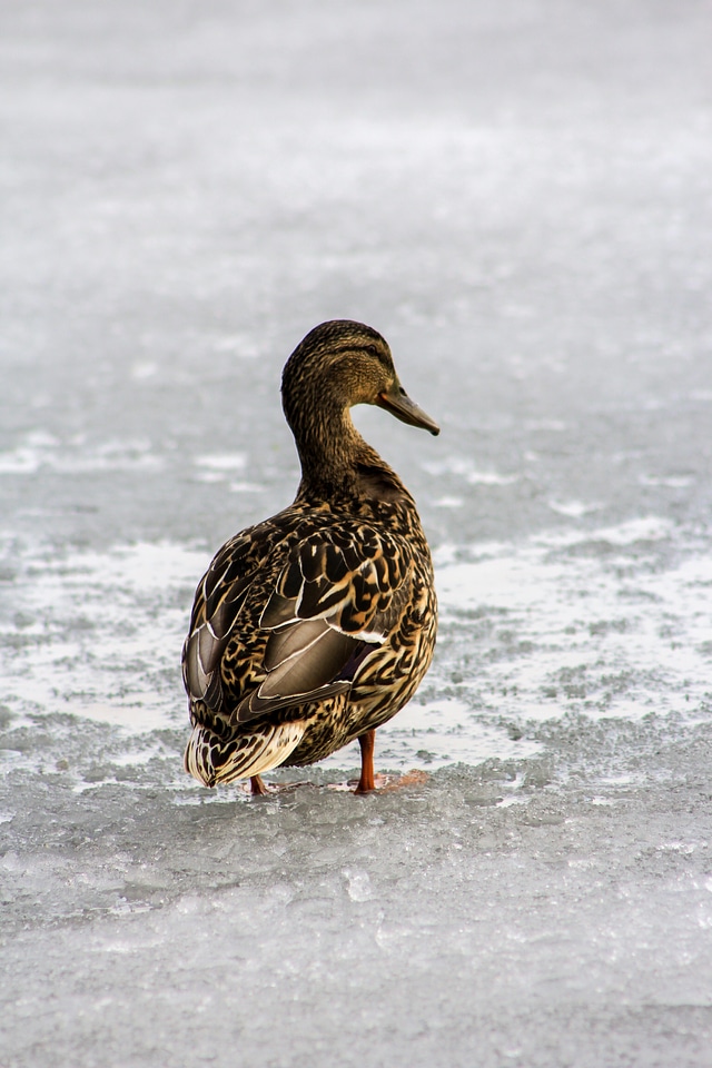 Wild bird duck water bird