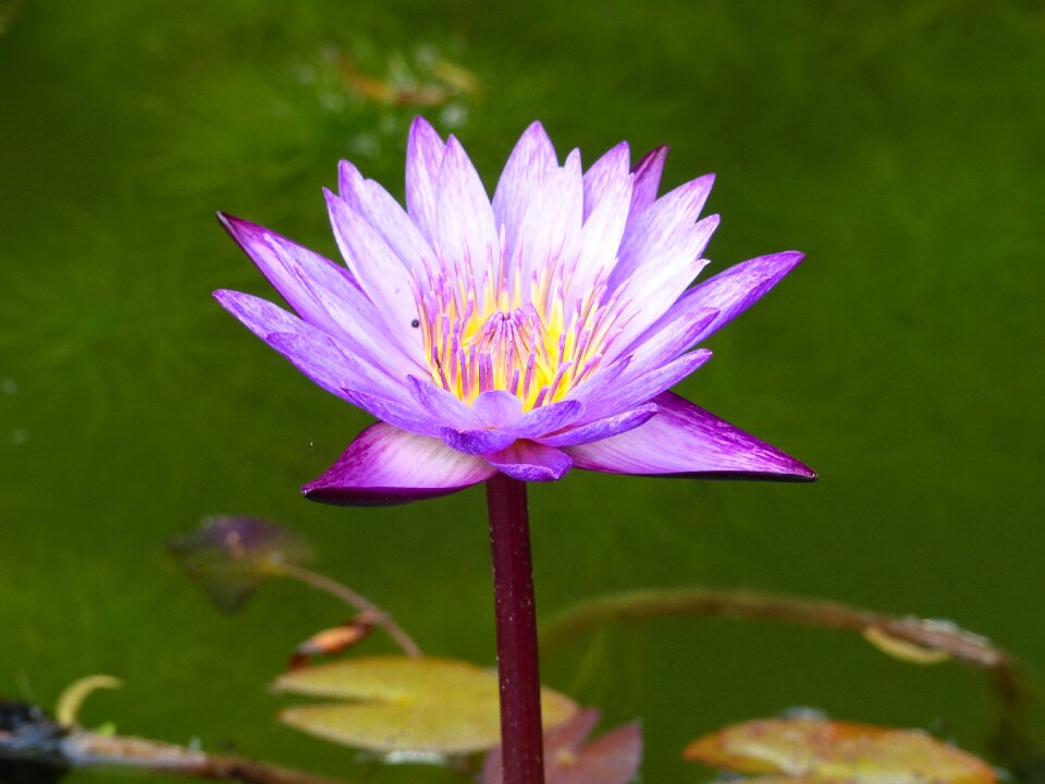 Plant water lily water