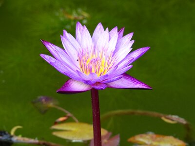 Plant water lily water photo