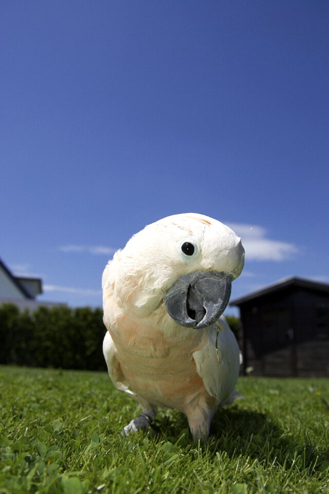 Cute garden summer