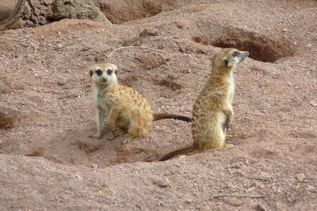Desert animal meerkat