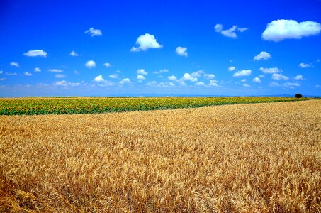 Area grassland thrace