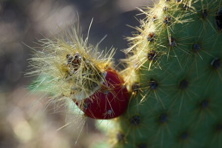 Succulent thorns fruit photo